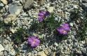 Wandern Piemonte - Viola cenisia